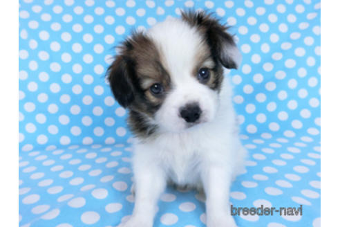 成約済の千葉県のパピヨン-172505の2枚目