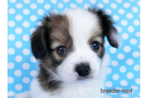 成約済の千葉県のパピヨン-172505