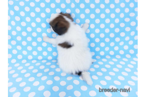 成約済の千葉県のパピヨン-172510の12枚目