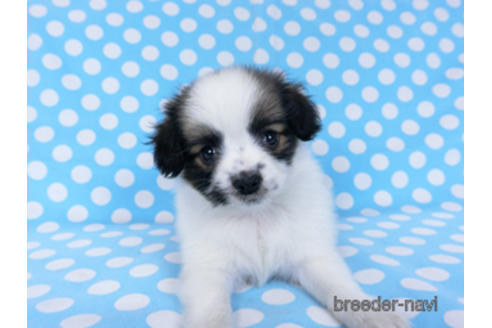 成約済の千葉県のパピヨン-172510の11枚目