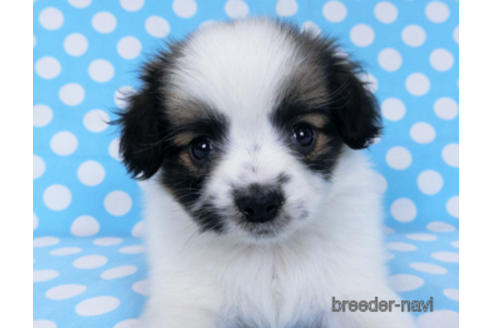 成約済の千葉県のパピヨン-172510の10枚目