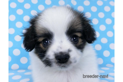 成約済の千葉県のパピヨン-172510の9枚目