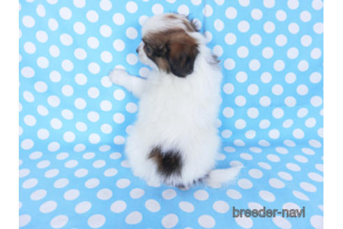 成約済の千葉県のパピヨン-172517の4枚目