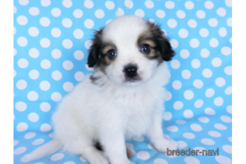 成約済の千葉県のパピヨン-172517の3枚目