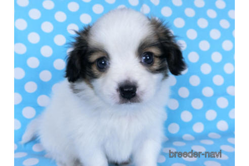 成約済の千葉県のパピヨン-172517の2枚目