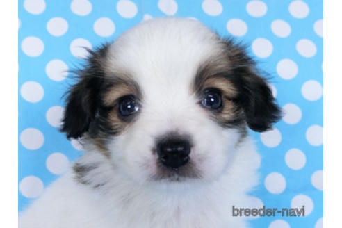 成約済の千葉県のパピヨン-172517の1枚目