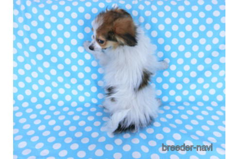 成約済の千葉県のパピヨン-164605の4枚目