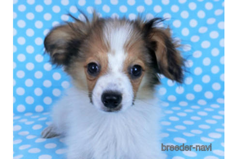 成約済の千葉県のパピヨン-164605の3枚目