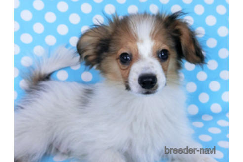 成約済の千葉県のパピヨン-164605の2枚目