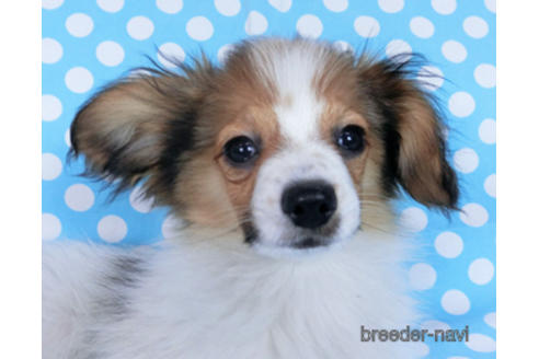 成約済の千葉県のパピヨン-164605の1枚目