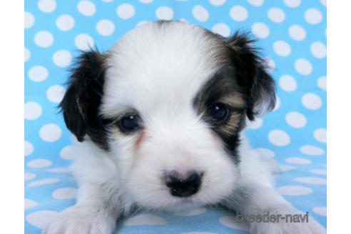 成約済の千葉県のパピヨン-173579の9枚目