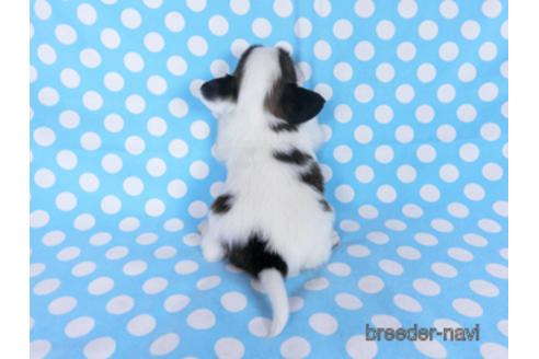 成約済の千葉県のパピヨン-173580の12枚目