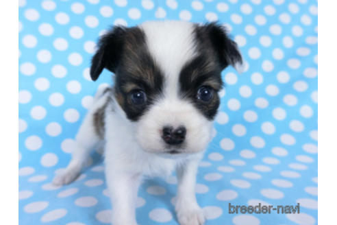 成約済の千葉県のパピヨン-173580の11枚目