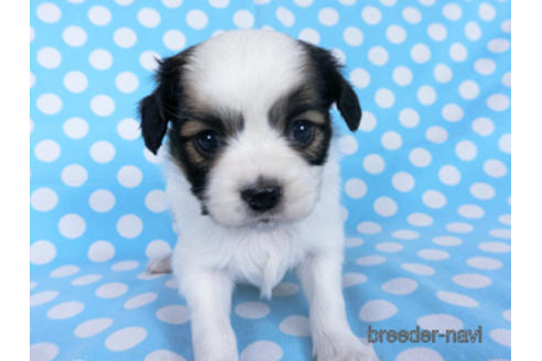 成約済の千葉県のパピヨン-173581の3枚目