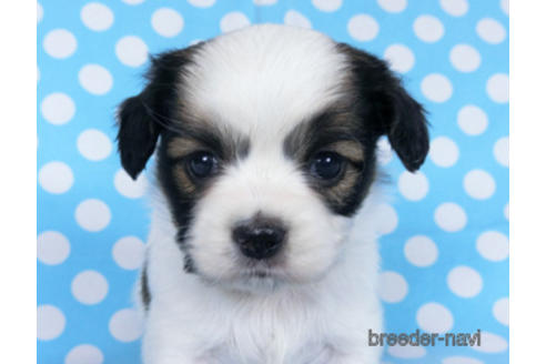 成約済の千葉県のパピヨン-173581