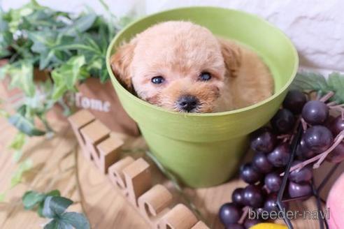 成約済の滋賀県のトイプードル-171779の6枚目