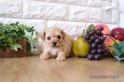 成約済の滋賀県のトイプードル-171779の3枚目