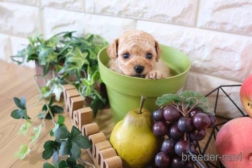 成約済の滋賀県のトイプードル-171779の2枚目