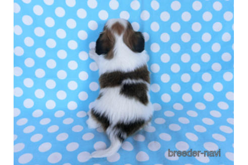 成約済の千葉県のパピヨン-173583の4枚目