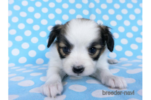 成約済の千葉県のパピヨン-173583の3枚目