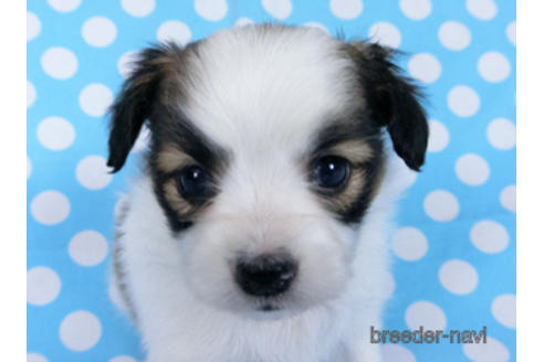 成約済の千葉県のパピヨン-173583の2枚目