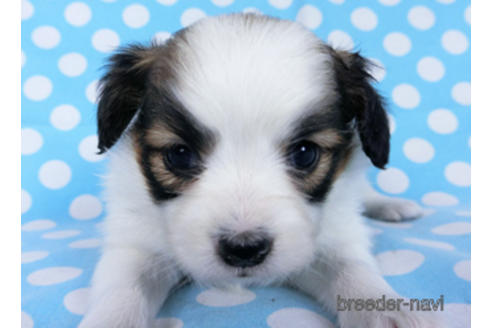 成約済の千葉県のパピヨン-173583の1枚目