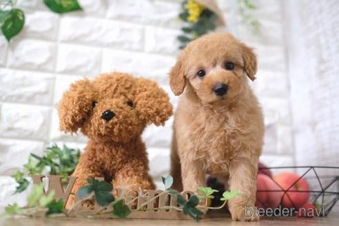 成約済の滋賀県のトイプードル-171781の1枚目