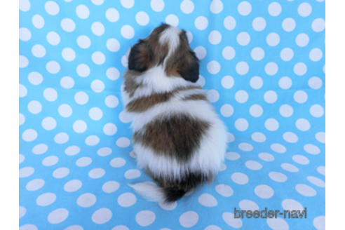 成約済の千葉県のパピヨン-173585の12枚目