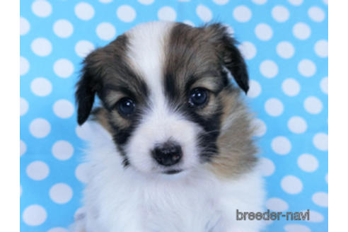 成約済の千葉県のパピヨン-173585の10枚目