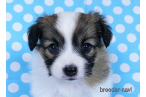 成約済の千葉県のパピヨン-173585の9枚目