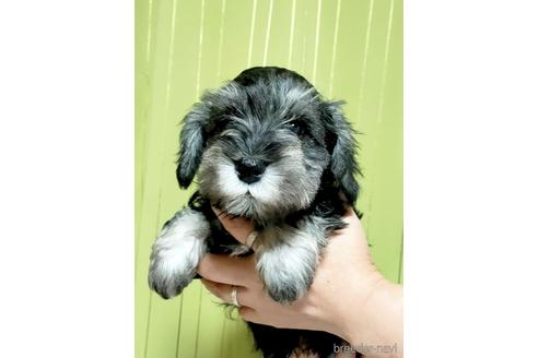 成約済の埼玉県のミニチュアシュナウザー-166836の1枚目