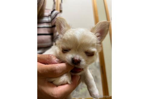 成約済の千葉県のチワワ(ロングコート)-168190の6枚目