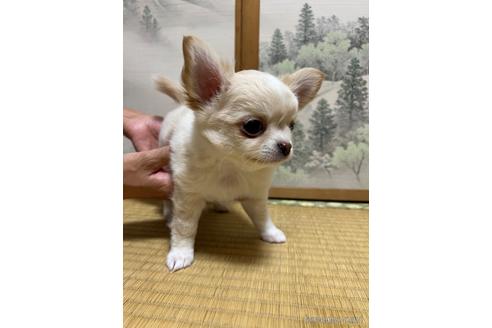 成約済の千葉県のチワワ(ロングコート)-168190の7枚目