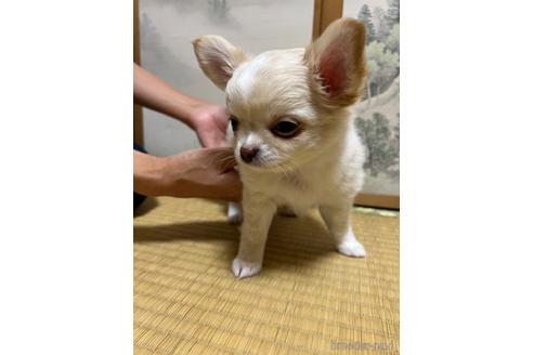成約済の千葉県のチワワ(ロングコート)-168190の4枚目