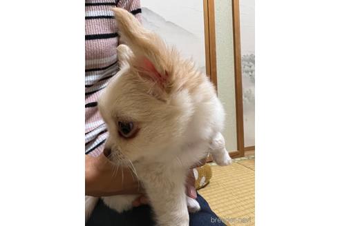 成約済の千葉県のチワワ(ロングコート)-168190の3枚目