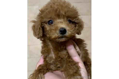 成約済の静岡県のタイニープードル-173609の1枚目