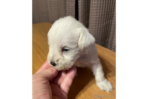 成約済の東京都のミニチュアシュナウザー-172404の10枚目