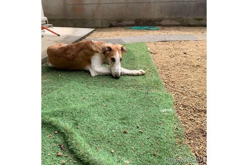 成約済の岡山県のボルゾイ-156964の2枚目