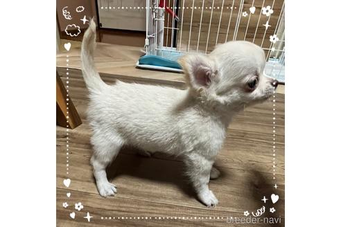 成約済の愛知県のチワワ(ロングコート)-173630の6枚目
