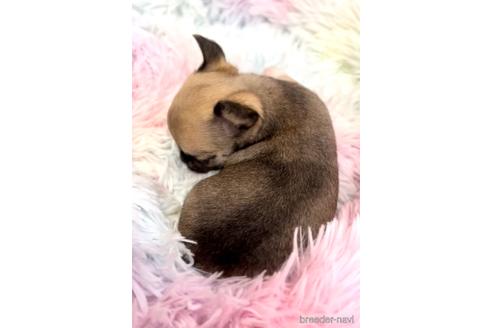 成約済の埼玉県のチワワ(スムースコート)-173654の2枚目