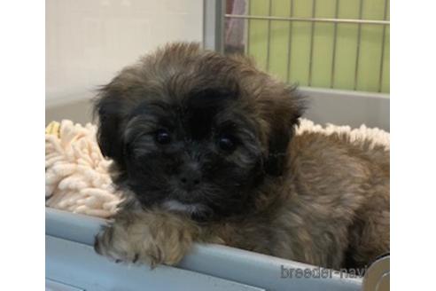 成約済の北海道のミックス犬-173673の14枚目
