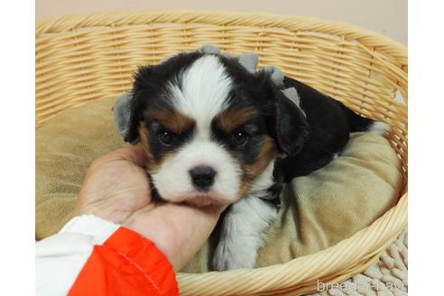 成約済の埼玉県のキャバリアキングチャールズスパニエル-172678の1枚目