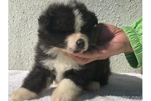 成約済の愛知県の秋田犬-172315の1枚目