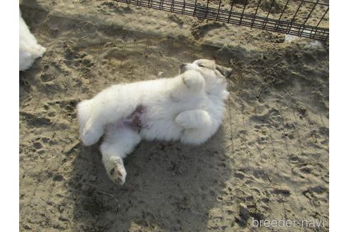成約済の新潟県のグレートピレニーズ-172154の13枚目