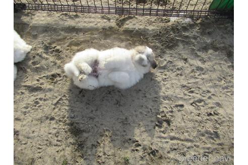 成約済の新潟県のグレートピレニーズ-172154の12枚目