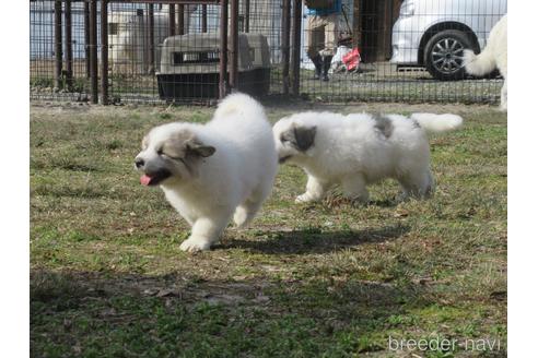 成約済の新潟県のグレートピレニーズ-172154の11枚目