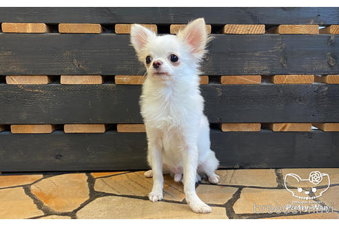 成約済の愛知県のチワワ(ロングコート)-157046の2枚目