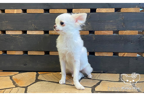 成約済の愛知県のチワワ(ロングコート)-157046の3枚目