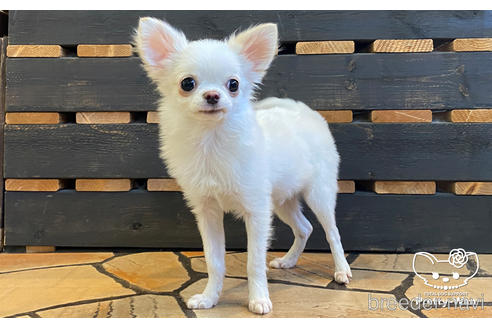 成約済の愛知県のチワワ(ロングコート)-157046の4枚目