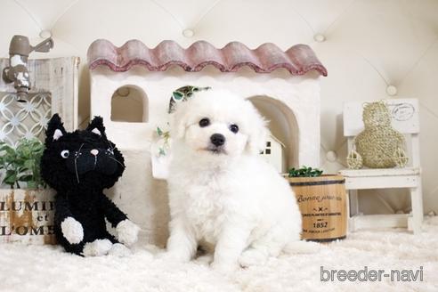 成約済の佐賀県のビションフリーゼ-172916